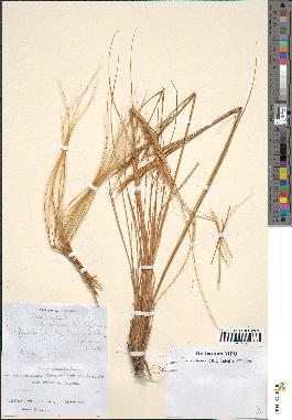 spécimen de Stipa pennata