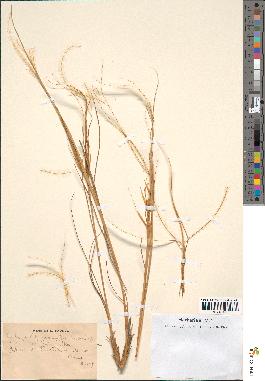 spécimen de Stipa pennata