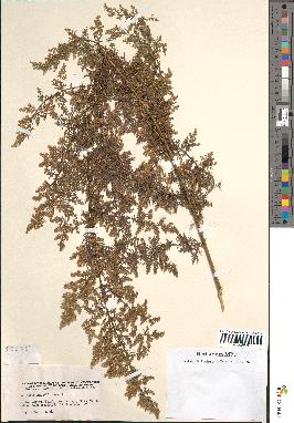 spécimen de Artemisia annua