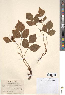 spécimen de Rubus saxatilis