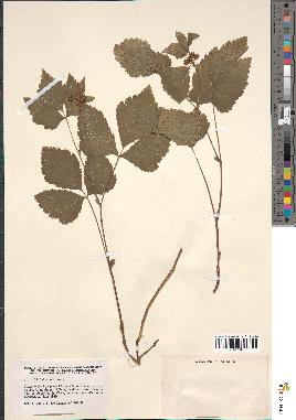 spécimen de Rubus saxatilis