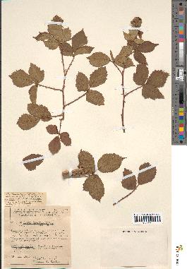 spécimen de Rubus rhombifolius