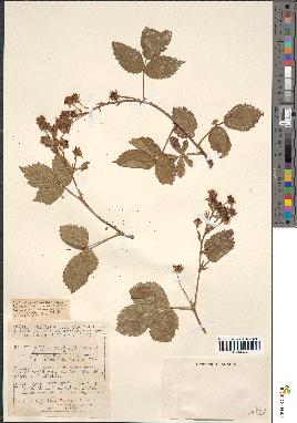 spécimen de Rubus rhombifolius