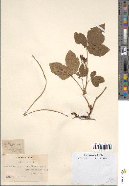 spécimen de Rubus saxatilis