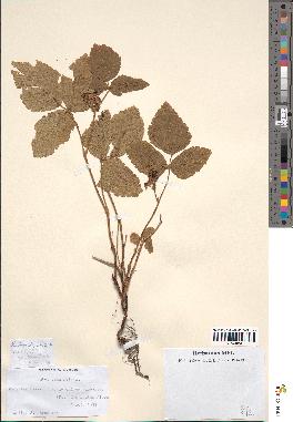 spécimen de Rubus saxatilis