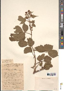 spécimen de Rubus radula