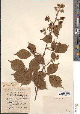 spécimen de Rubus rhombifolius