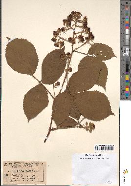 spécimen de Rubus pyramidalis