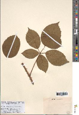 spécimen de Rubus pyramidalis