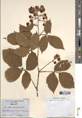 spécimen de Rubus pyramidalis