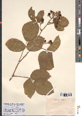 spécimen de Rubus pyramidalis