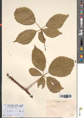 spécimen de Rubus pyramidalis