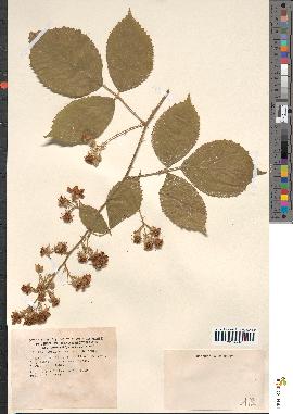 spécimen de Rubus pyramidalis