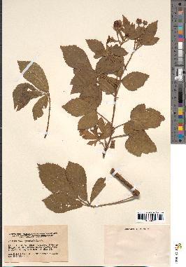 spécimen de Rubus pyramidalis