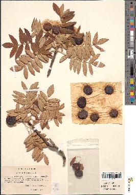 spécimen de Sorbus domestica