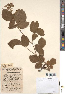 spécimen de Rubus silvaticus