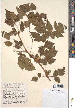 spécimen de Rubus spectabilis