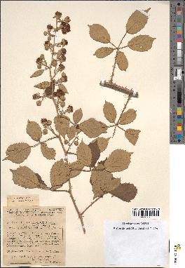 spécimen de Rubus ulmifolius