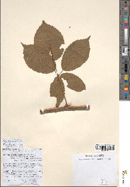 spécimen de Rubus thyrsoideus