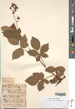 spécimen de Rubus thyrsoideus
