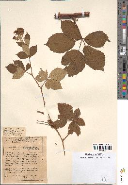 spécimen de Rubus thyrsoideus