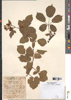 spécimen de Rubus ulmifolius