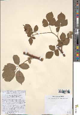 spécimen de Rubus ulmifolius
