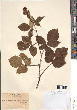 spécimen de Rubus ulmifolius