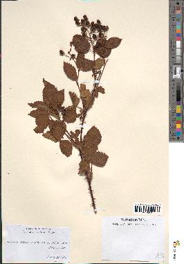 spécimen de Rubus ulmifolius