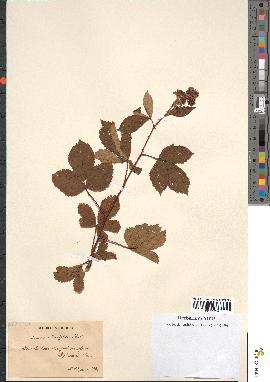 spécimen de Rubus ulmifolius