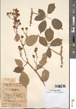 spécimen de Rubus ulmifolius