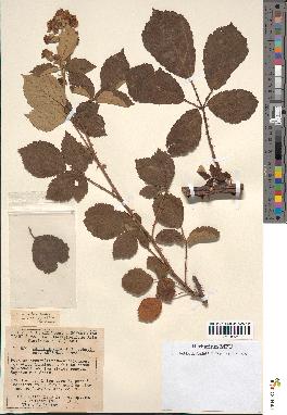 spécimen de Rubus ulmifolius