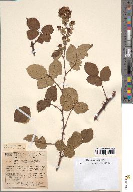 spécimen de Rubus ulmifolius