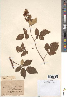 spécimen de Rubus ulmifolius