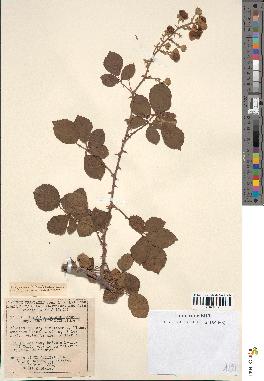 spécimen de Rubus ulmifolius