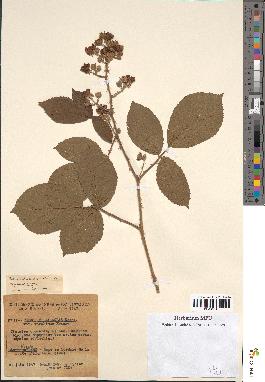 spécimen de Rubus villicaulis