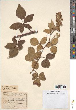 spécimen de Rubus nothus
