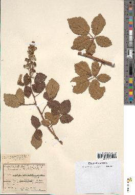 spécimen de Rubus ulmifolius