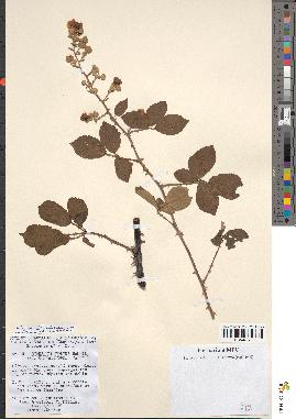 spécimen de Rubus ulmifolius