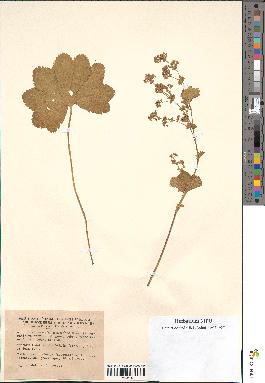 spécimen de Alchemilla glabra