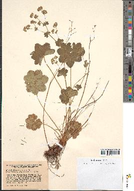 spécimen de Alchemilla hybrida