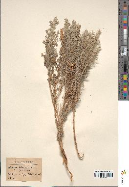 spécimen de Artemisia herba-alba