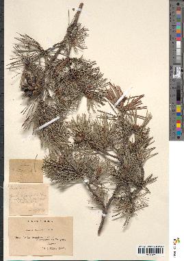 spécimen de Pinus sylvestris