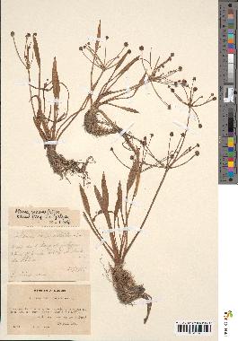 spécimen de Alisma ranunculoides