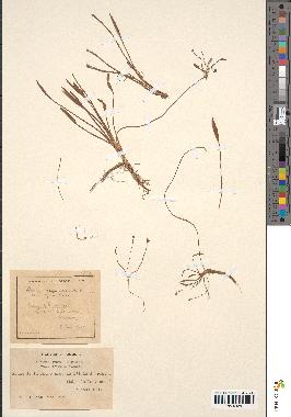 spécimen de Alisma ranunculoides