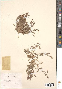 spécimen de Silene adscendens