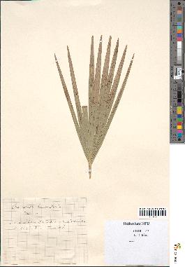 spécimen de Chamaerops humilis