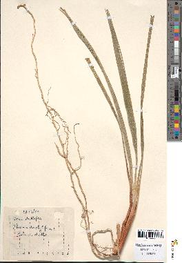 spécimen de Phoenix dactylifera