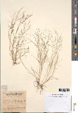 spécimen de Eragrostis pectinacea