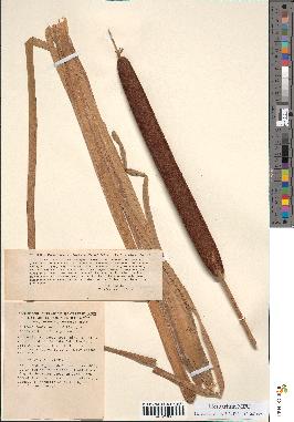spécimen de Typha angustifolia x latifolia